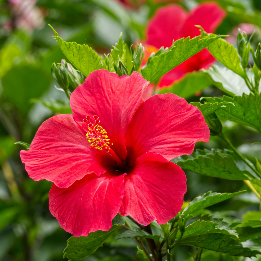 hibiskusblüte