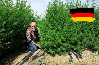 Warum wir bei Tesana  auf regionalen Anbau setzen