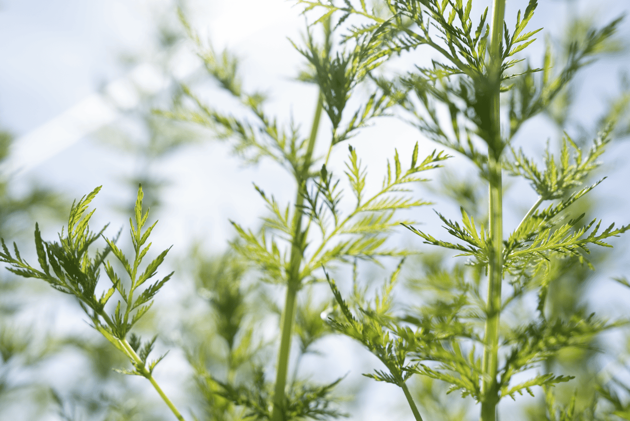 Artemisia annua: 7 häufige Irrtümer über die besondere Pflanze
