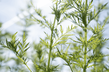 Artemisia annua: 7 häufige Irrtümer über die besondere Pflanze
