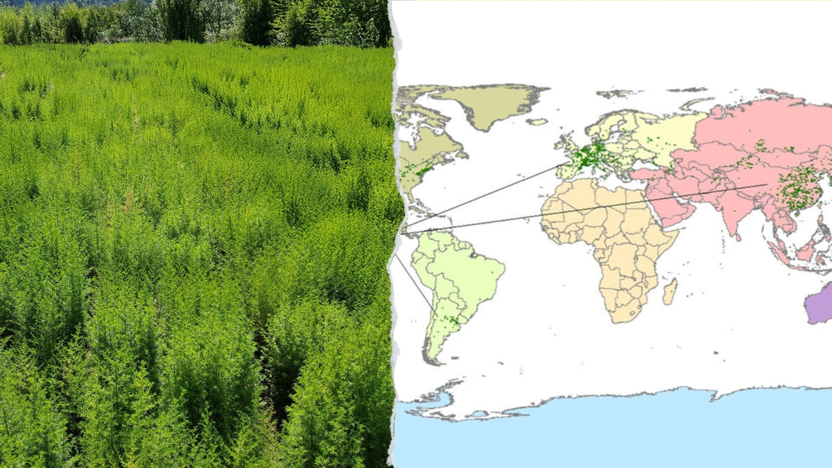 Wo wächst der einjährige Beifuß? Eine botanische Reise durch Länder, Klima und Kultur