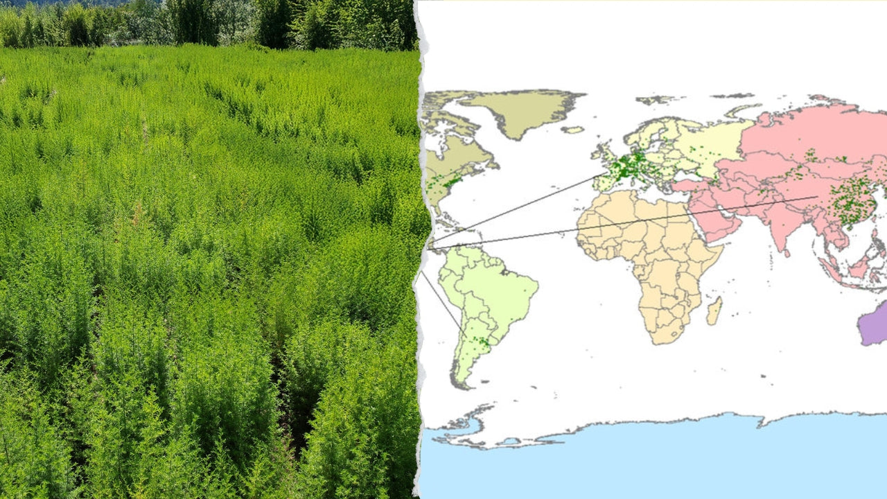 Wo wächst der einjährige Beifuß? Eine botanische Reise durch Länder, Klima und Kultur