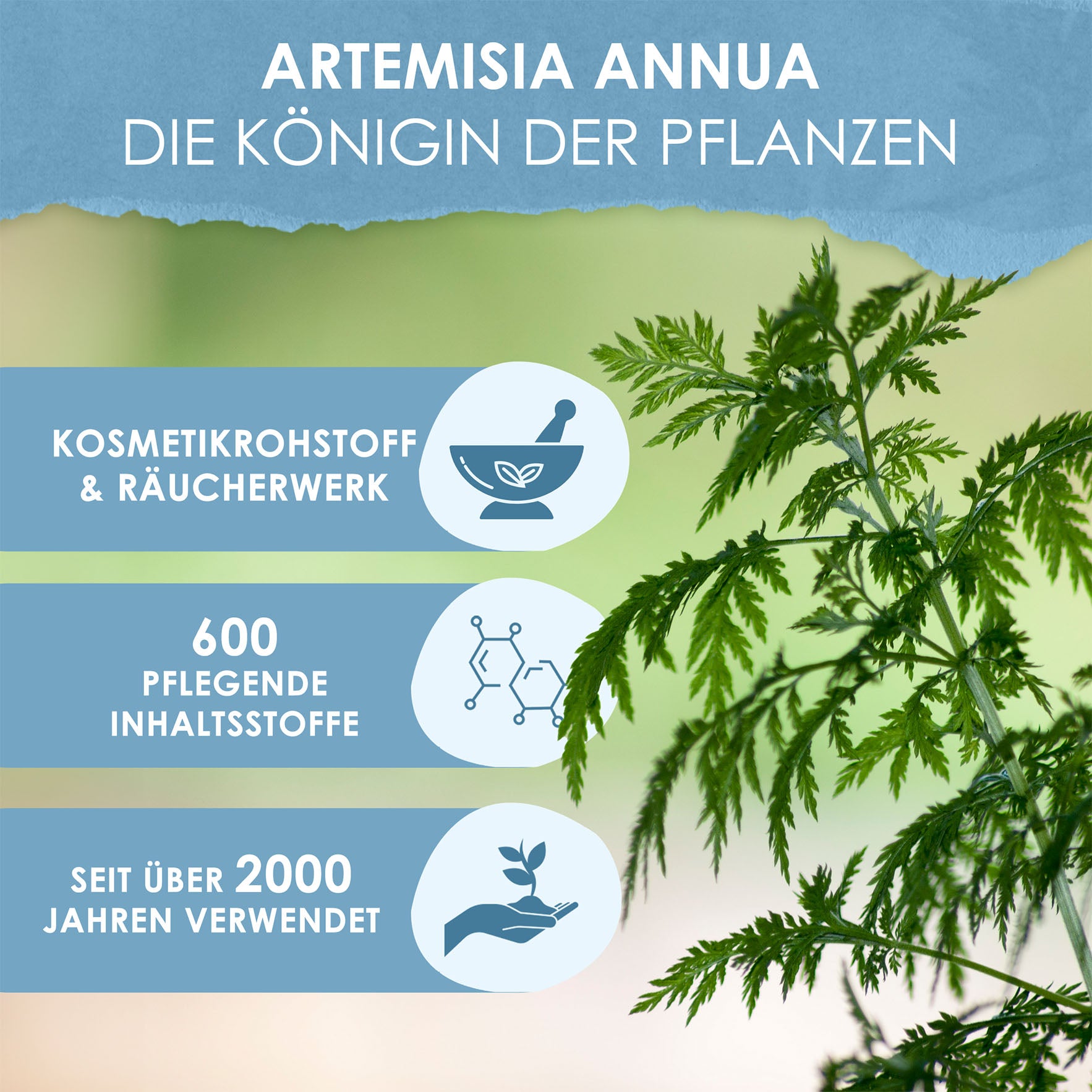 Artemisia annua Blattpulver