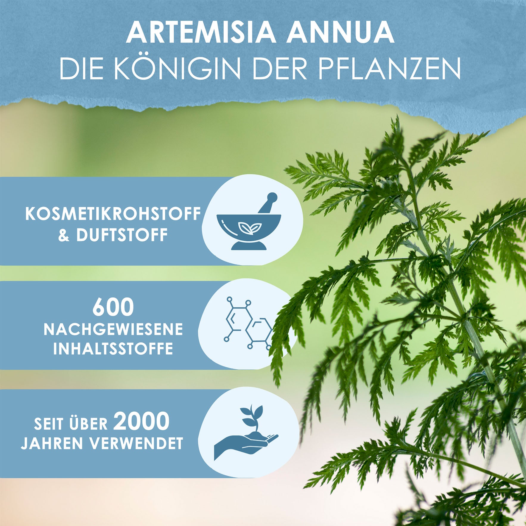 Artemisia annua Pflanzenauszug Alkohol  70% Vol.