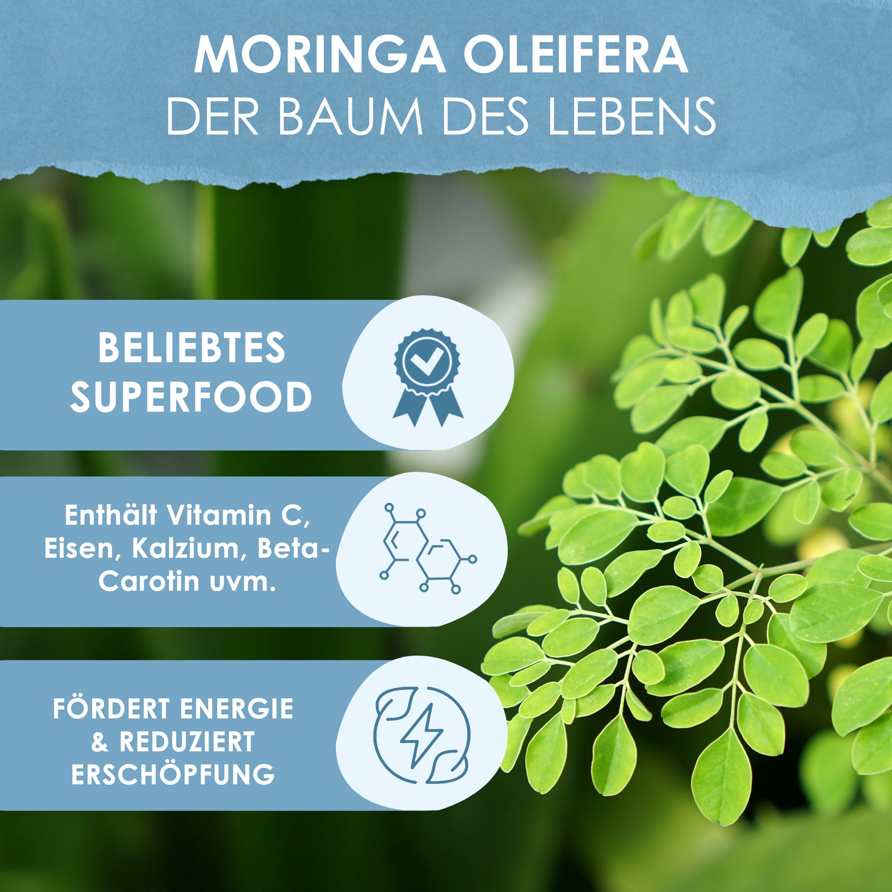 Moringa oleifera Blattpulver