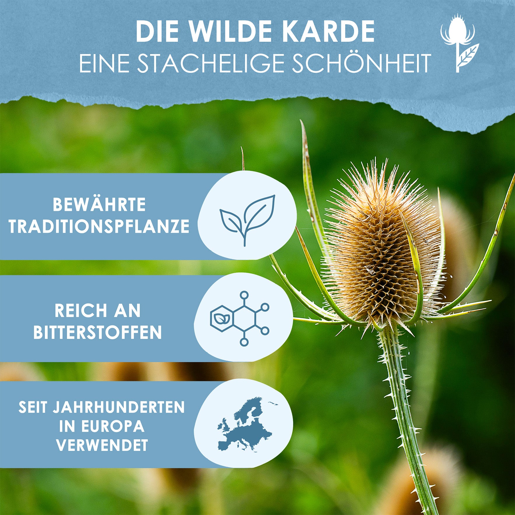 Wilde Karde Kardenwurzel