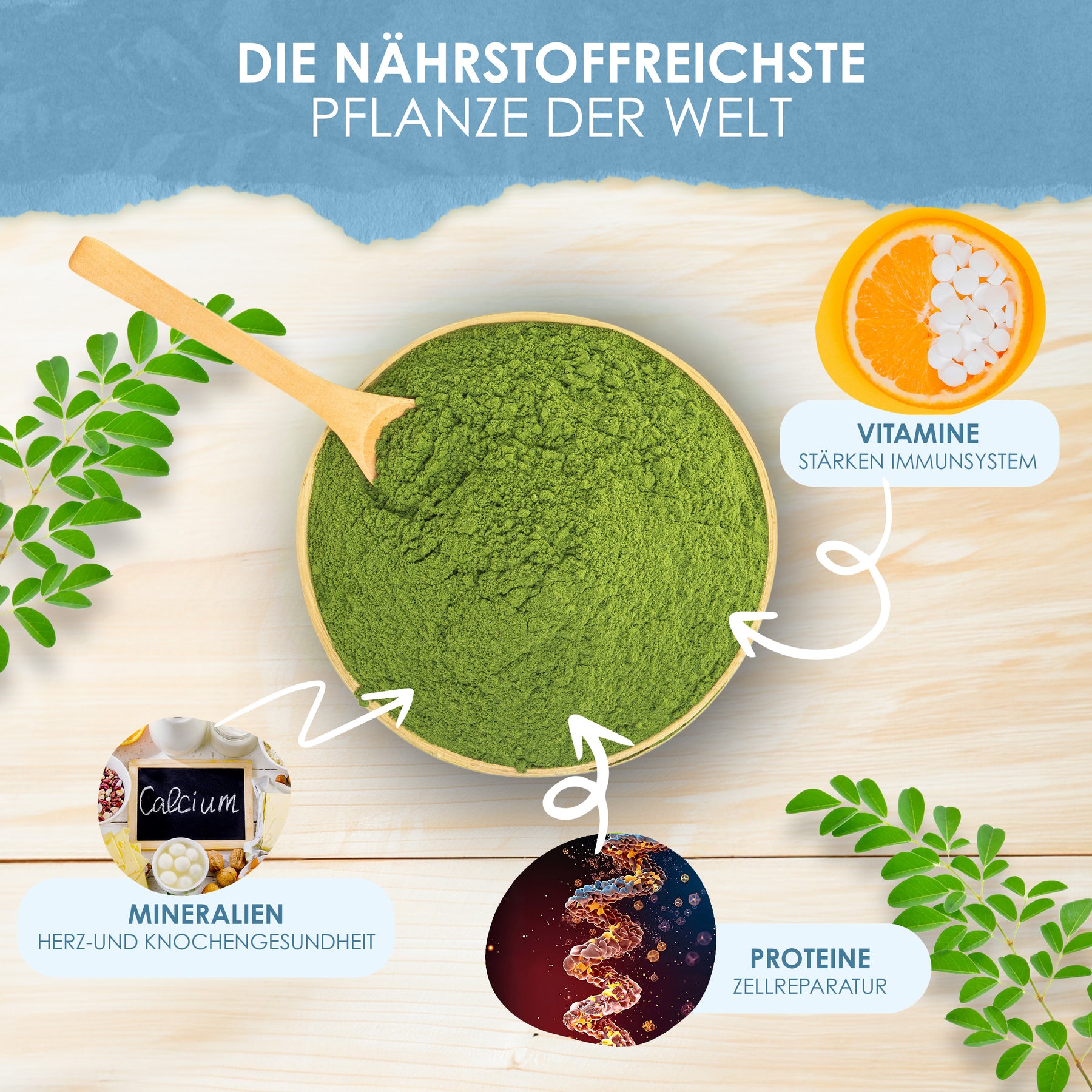 Moringa oleifera Blattpulver