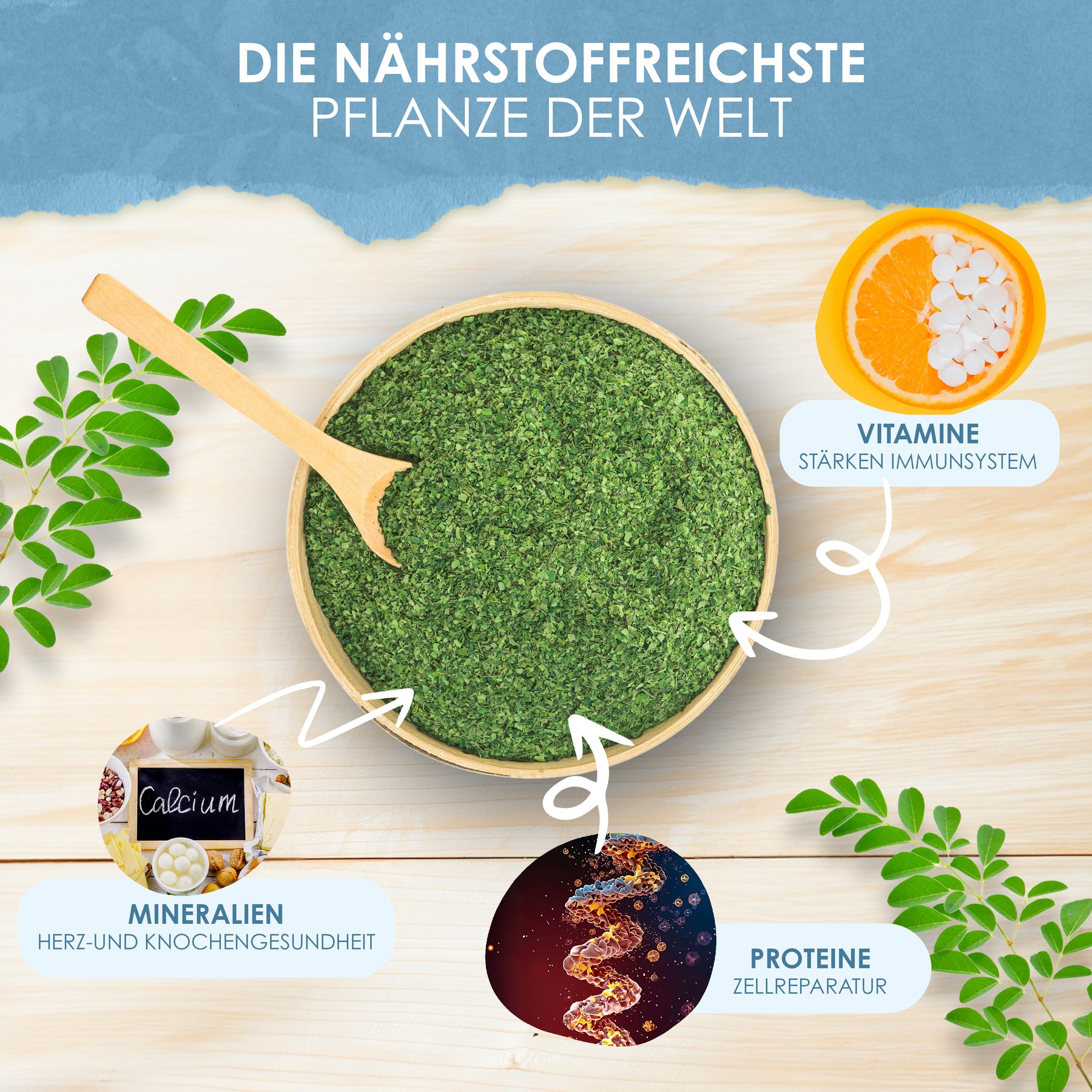 Moringa oleifera Blattschnitt
