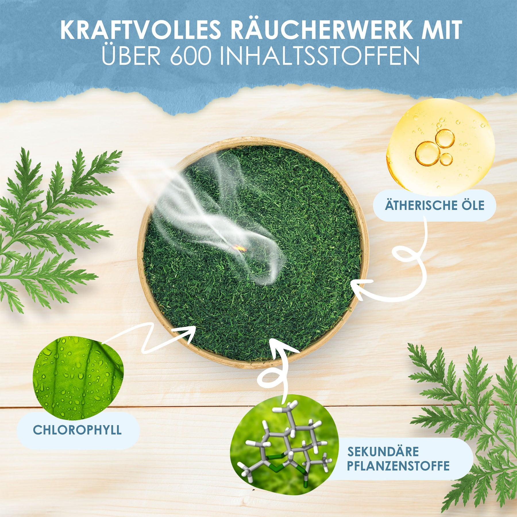 Artemisia annua Blattschnitt