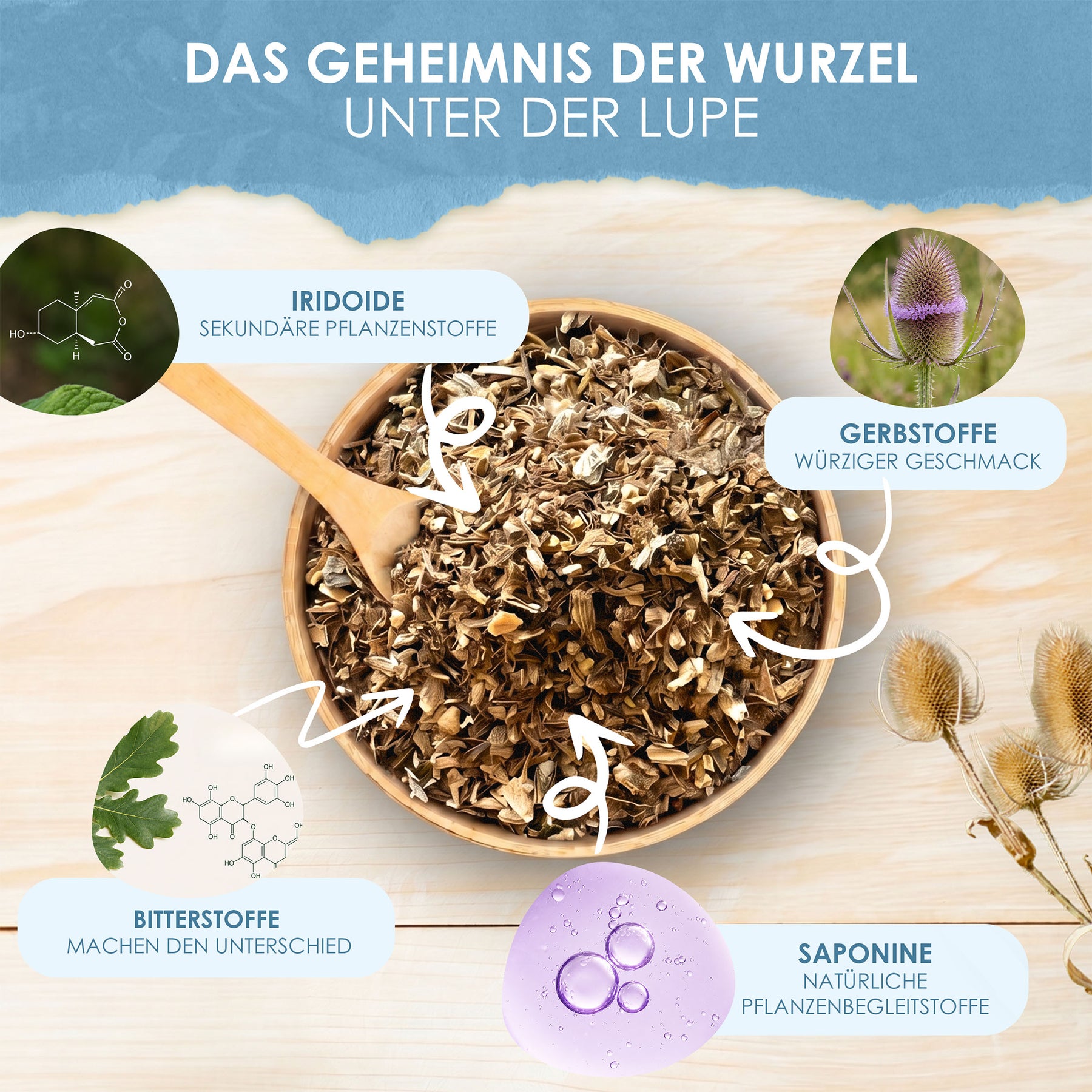 Wilde Karde Kardenwurzel