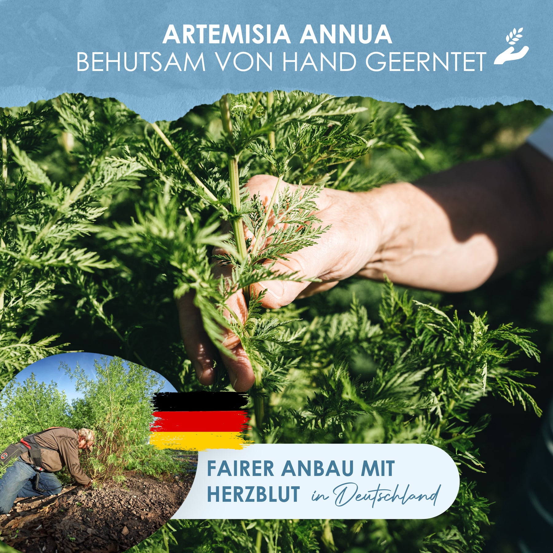 Artemisia annua Pflanzenauszug Alkohol  70% Vol.