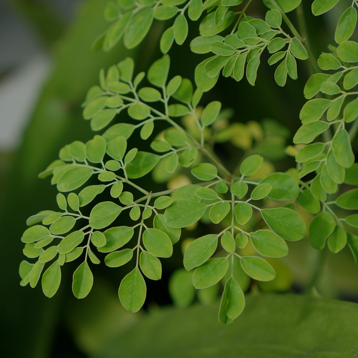 Moringa oleifera helle Blätter