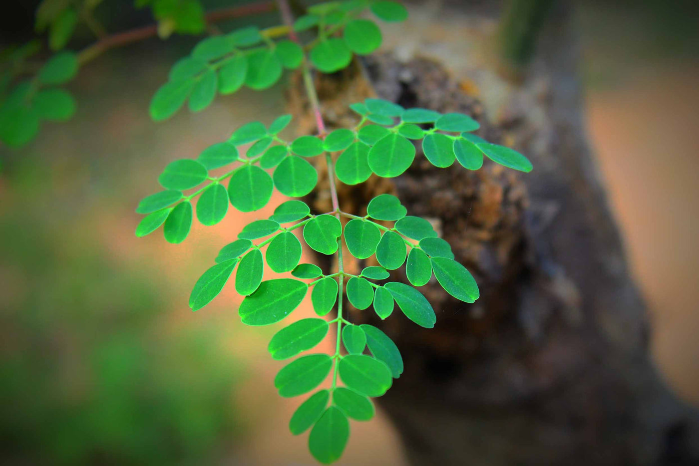 Moringa oleifera Blätter